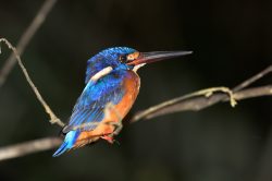 blue-eared-kingfisher-alcedo-meninting-2