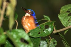 blue-eared-kingfisher-alcedo-meninting-3