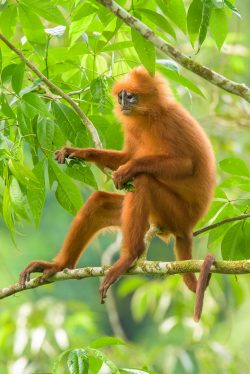 red-leaf-monkey-presbytis-rubicunda-2
