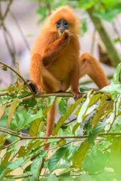 red-leaf-monkey-presbytis-rubicunda-3