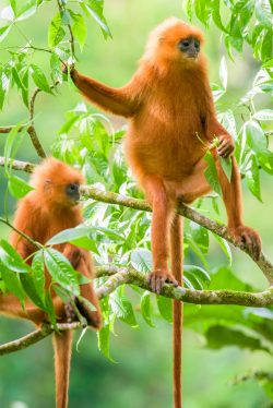 red-leaf-monkey-presbytis-rubicunda-4