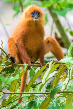 red-leaf-monkey-presbytis-rubicunda-5