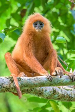 red-leaf-monkey-presbytis-rubicunda-6