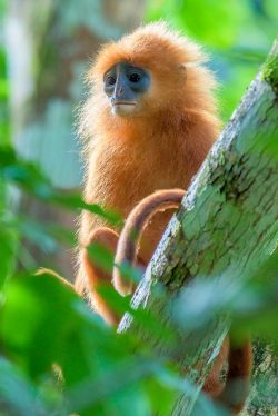 red-leaf-monkey-presbytis-rubicunda-7