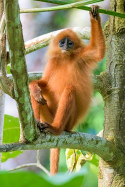 red-leaf-monkey-presbytis-rubicunda-8