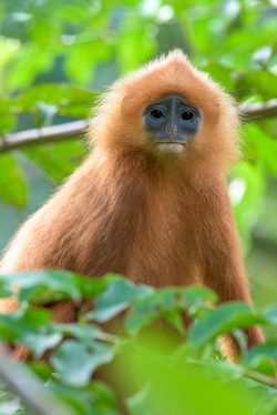 red-leaf-monkey-presbytis-rubicunda-9