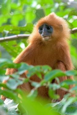 red-leaf-monkey-presbytis-rubicunda-10