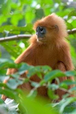 red-leaf-monkey-presbytis-rubicunda-11