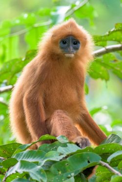 red-leaf-monkey-presbytis-rubicunda-12
