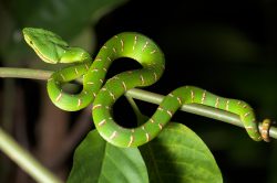 waglers-pit-viper-tropidolaemus-wagleri