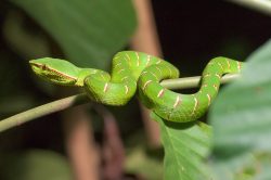 waglers-pit-viper-tropidolaemus-wagleri-2