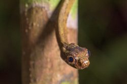 blunt-nosed-tree-snake-aplopeltura-boa