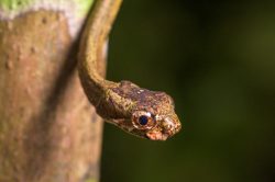 blunt-nosed-tree-snake-aplopeltura-boa-2