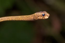 blunt-nosed-tree-snake-aplopeltura-boa-3