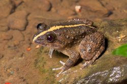 paddyfield-frog-asian-grass-frog-fejervarya-limnocharis
