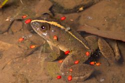 paddyfield-frog-asian-grass-frog-fejervarya-limnocharis-2