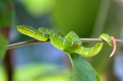 waglers-pit-viper-tropidolaemus-wagleri-3