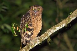 buffy-fish-owl-ketupa-ketupu