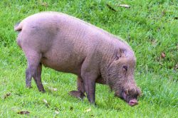 bearded-pig-sus-barbatus