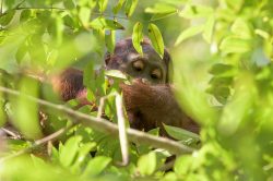 orang-utan-pongo-pygmaeus-2