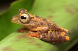 halequin-flying-frog-rhacophorus-pardalis-2