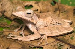 file-eared-tree-frog-polypedates-otilophus-2