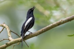 magpie-robin-copsychus-saularis