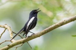 magpie-robin-copsychus-saularis-2