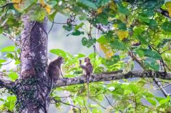 long-tailed-macaque-macaca-fascicularis-19