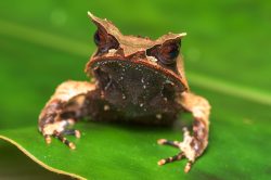 borneo-horned-frog-megophrys-nasuta
