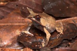 borneo-horned-frog-megophrys-nasuta-3