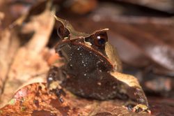 borneo-horned-frog-megophrys-nasuta-5
