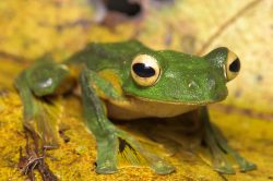 wallaces-flying-frog-rhacophorus-nigropalmatus