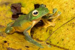 wallaces-flying-frog-rhacophorus-nigropalmatus-2