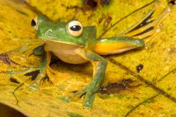 wallaces-flying-frog-rhacophorus-nigropalmatus-4