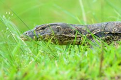 water-monitor-varanus-salvator