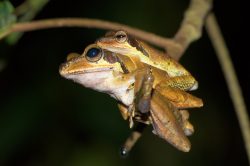 dark-eared-tree-frog-polypedates-macrotis