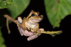 dark-eared-tree-frog-polypedates-macrotis-2