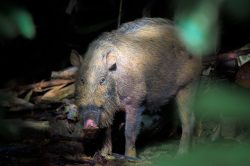 bearded-pig-sus-barbatus-3