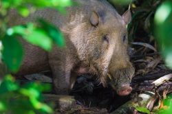bearded-pig-sus-barbatus-4