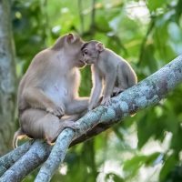 SE Asian Wildlife