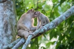 pig-tailed-macaque-macaca-nemestrina