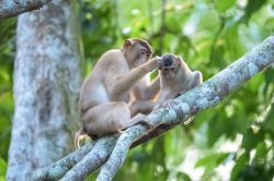 pig-tailed-macaque-macaca-nemestrina-2