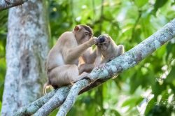 pig-tailed-macaque-macaca-nemestrina-3