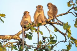 long-tailed-macaque-macaca-fascicularis