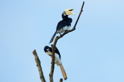 indian-pied-hornbill-anthracoceros-albirostris