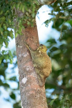 colugo-cynocephalus-variegatus-2
