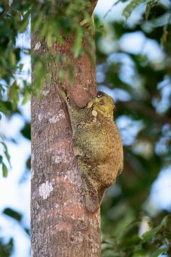 colugo-cynocephalus-variegatus-3