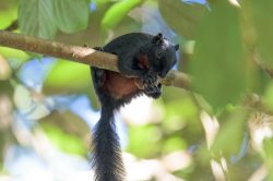 prevosts-squirrel-callosciurus-prevosti