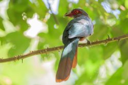 chestnut-breasted-malkoha-phaenicophaeus-curvirostris-2